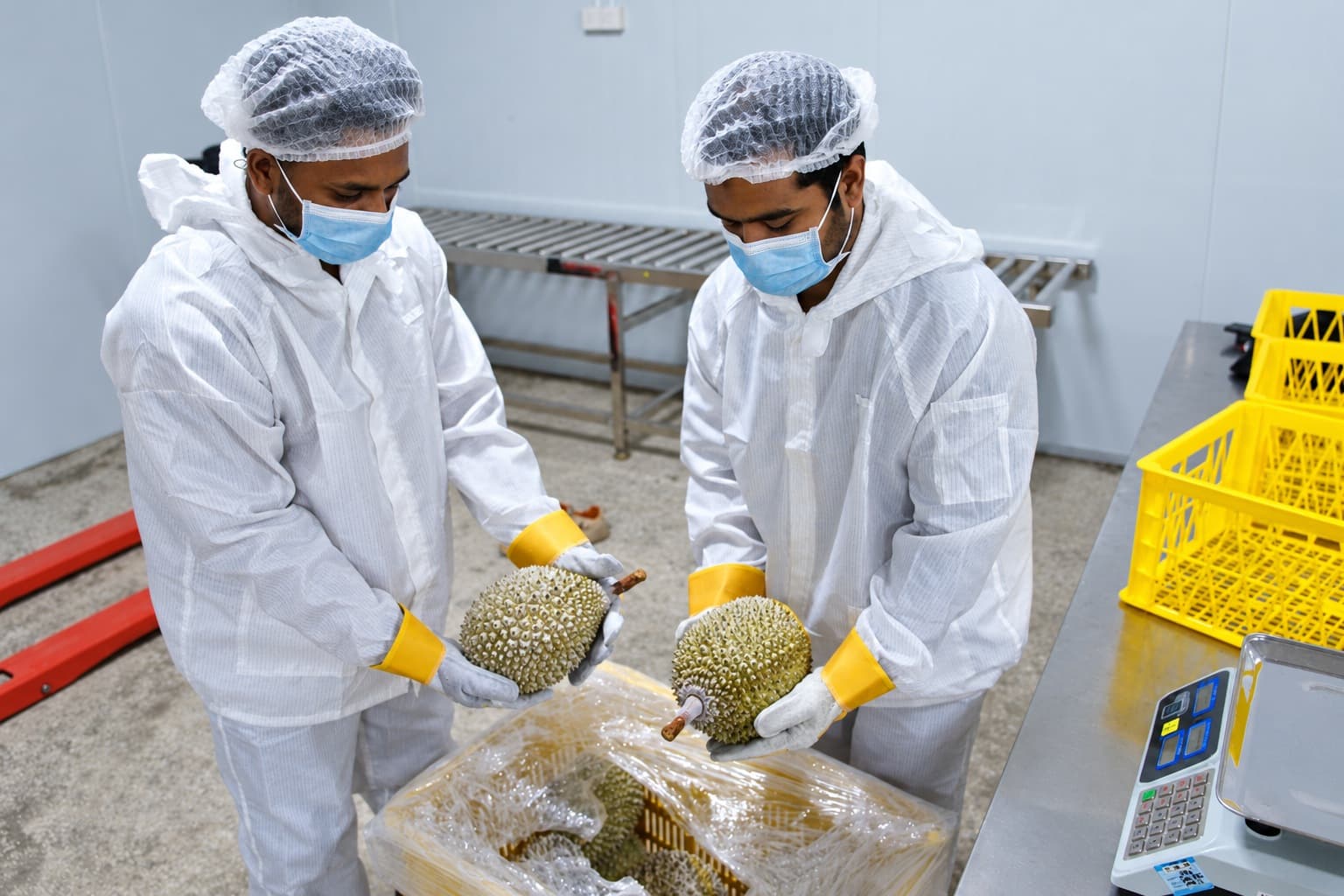 Staff wearing hairnets, masks, protective clothing and gloves handling frozen durians