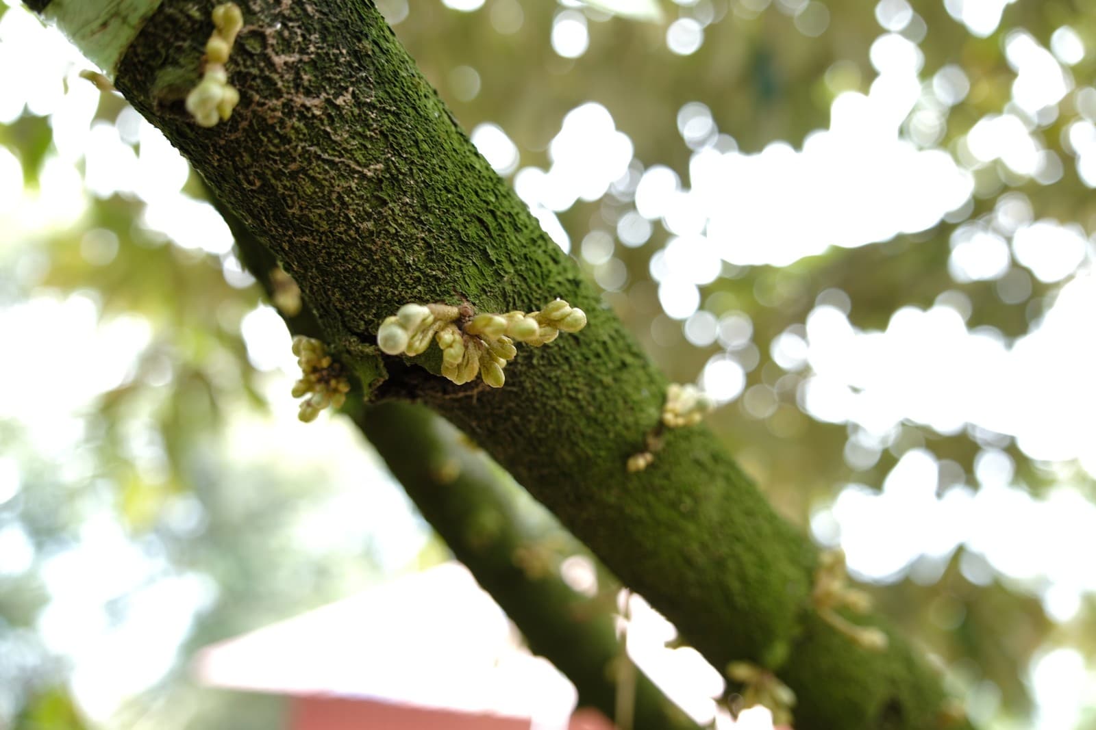 A closer look at the developing buds