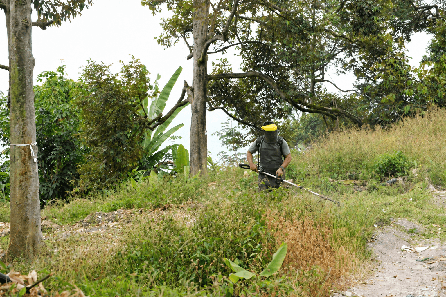 Orchard maintenance among durian trees