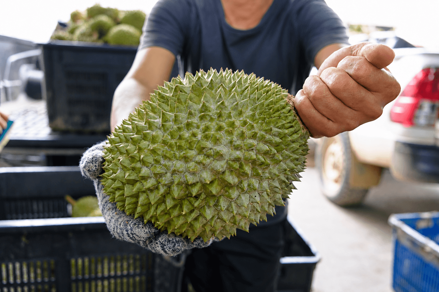 A close-up of whole-fruit handling by the team