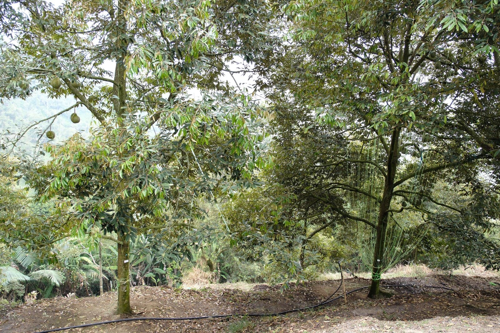 Growing trees beneath the orchard canopy