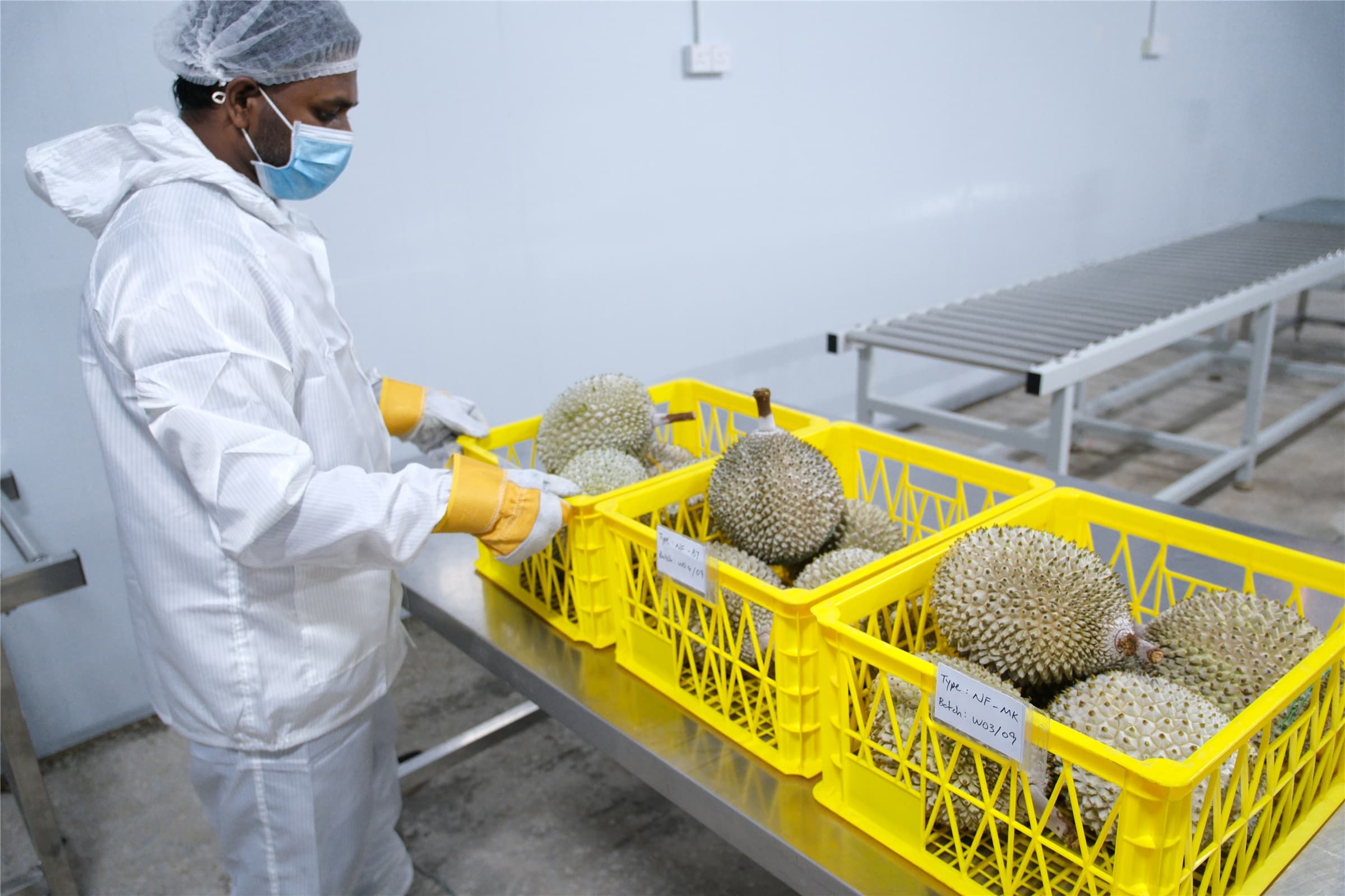 Staff member in protective attire handling crates of frozen durians