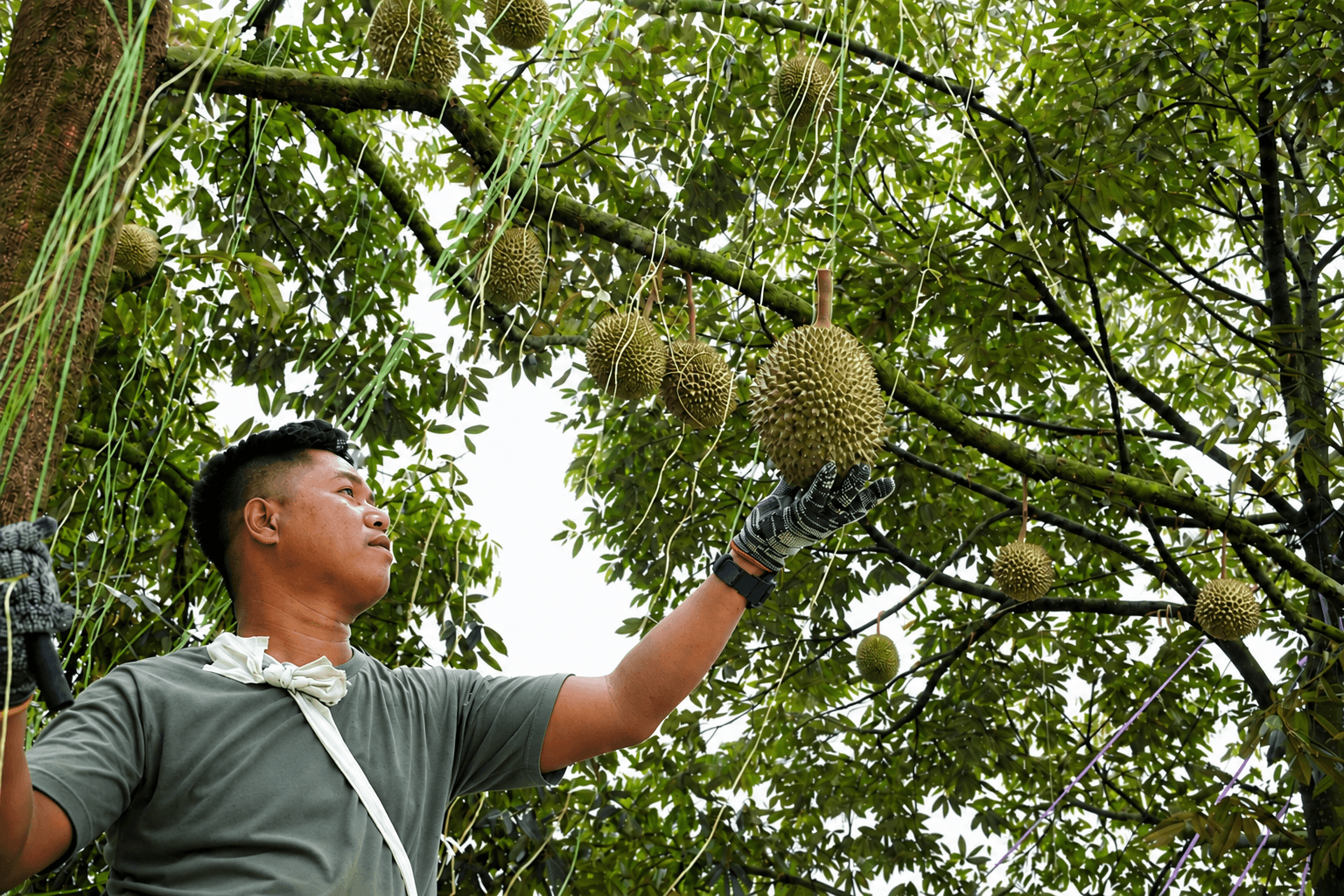 A team member working among durian trees