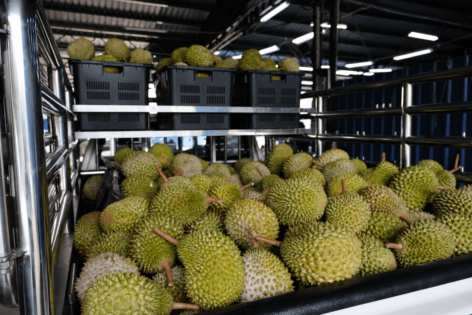 Whole durians organised in crates inside the warehouse