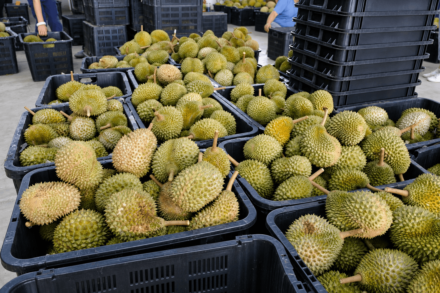Durians gathered in the warehouse