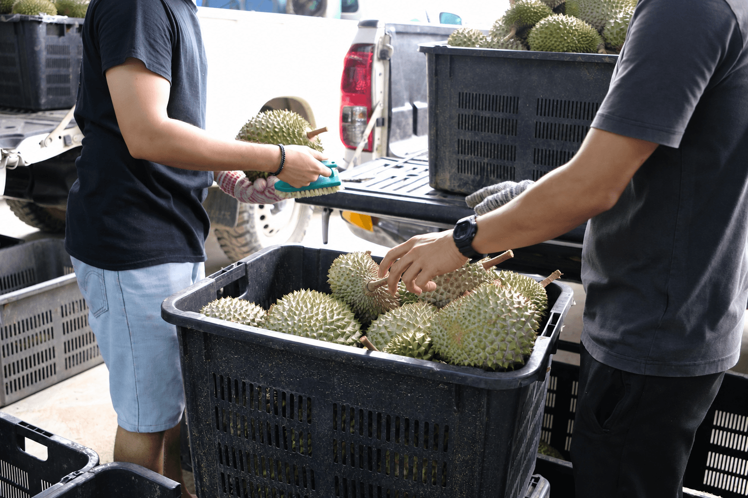 The team handling crates of durians at the warehouse