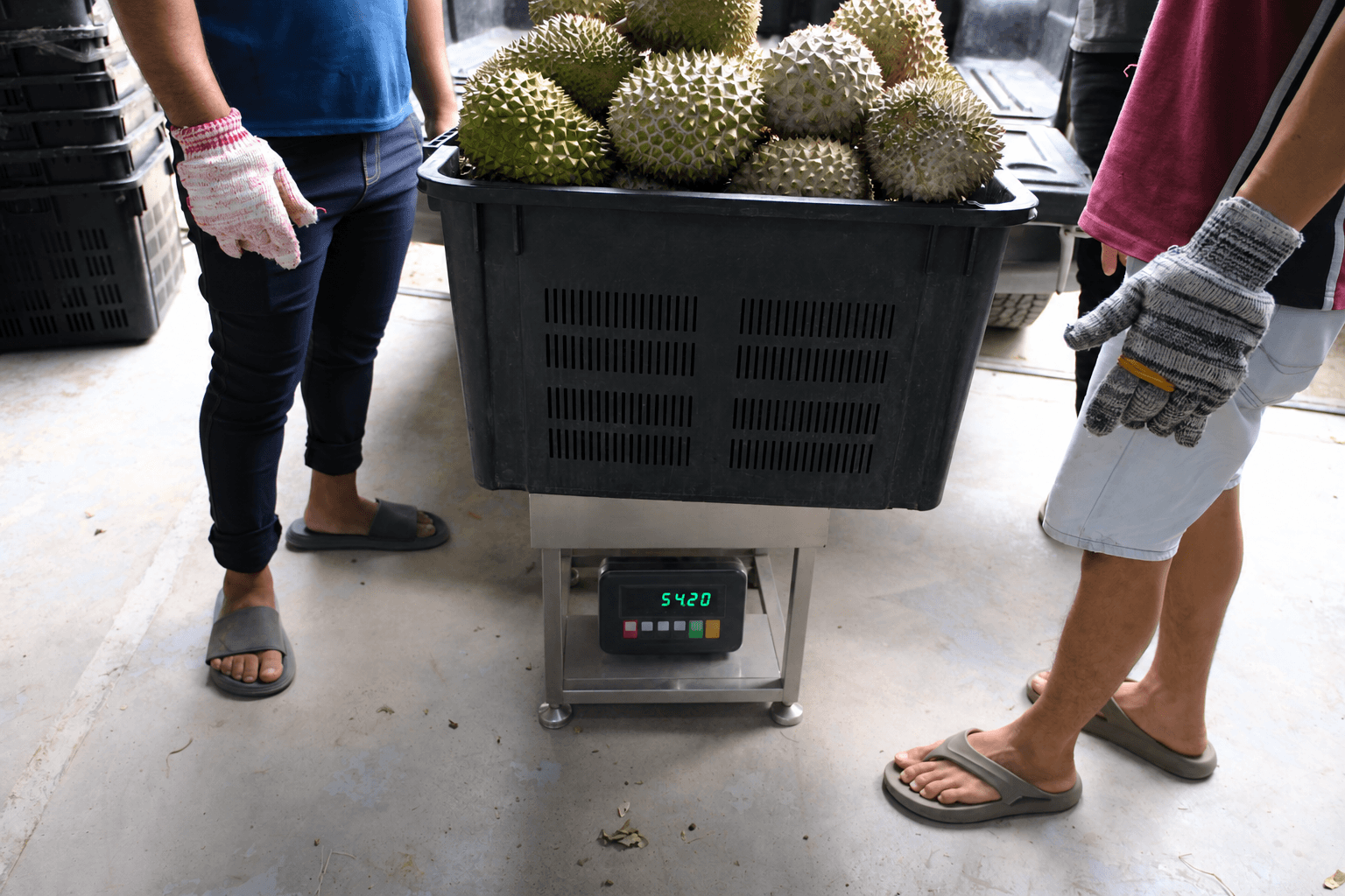 At the weighing station